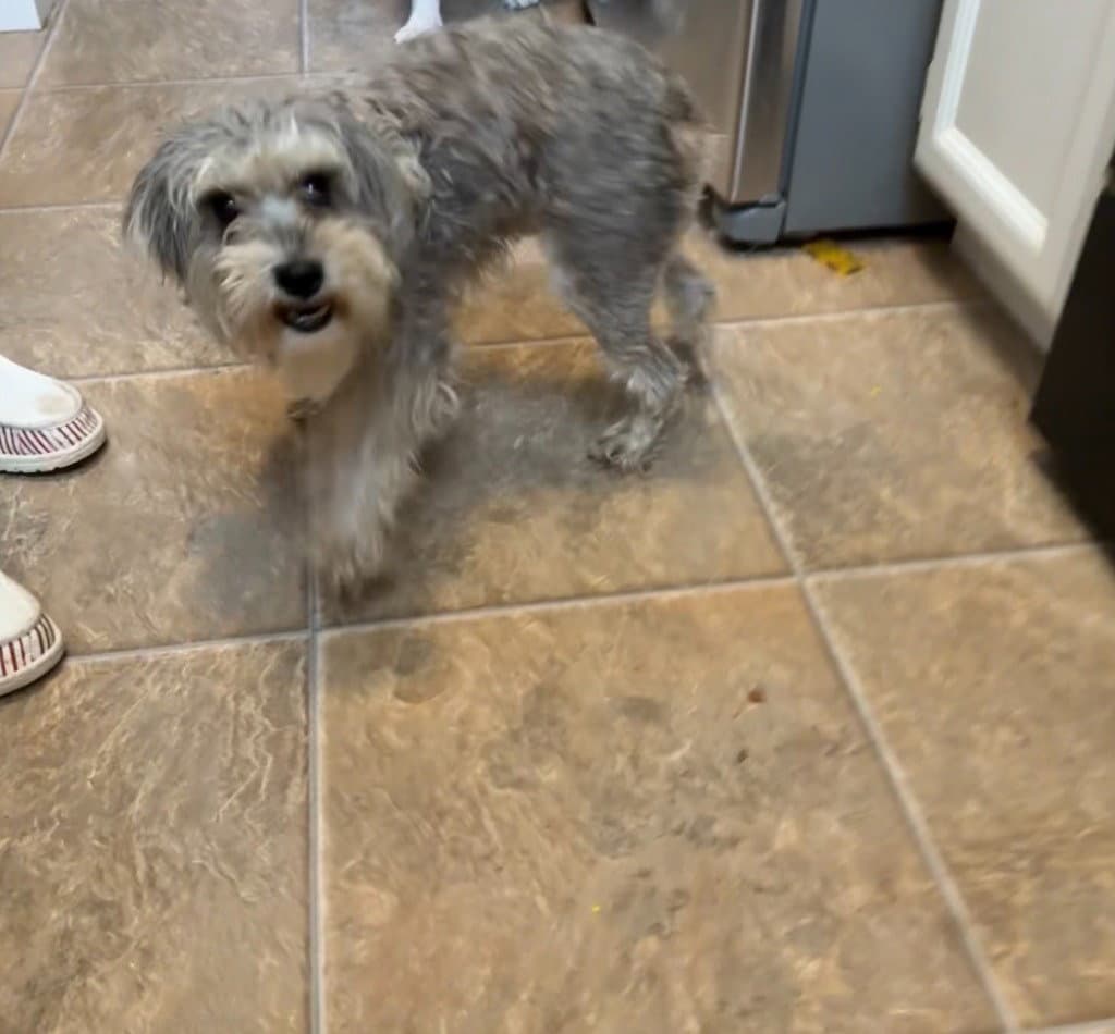 Cory - Terrier