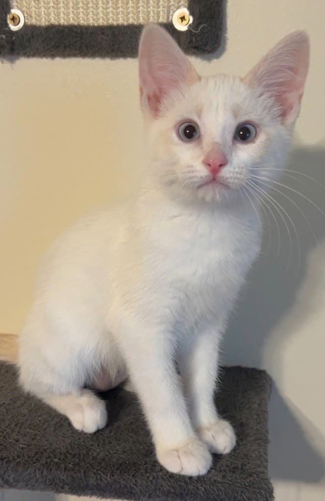 Flame Brenneman - Domestic Short Hair