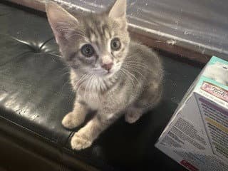 Graycie - Domestic Short Hair