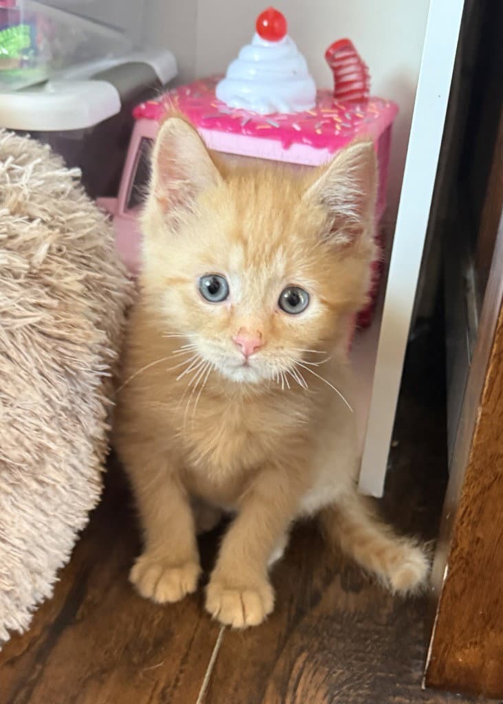 Cheeto - Domestic Short Hair