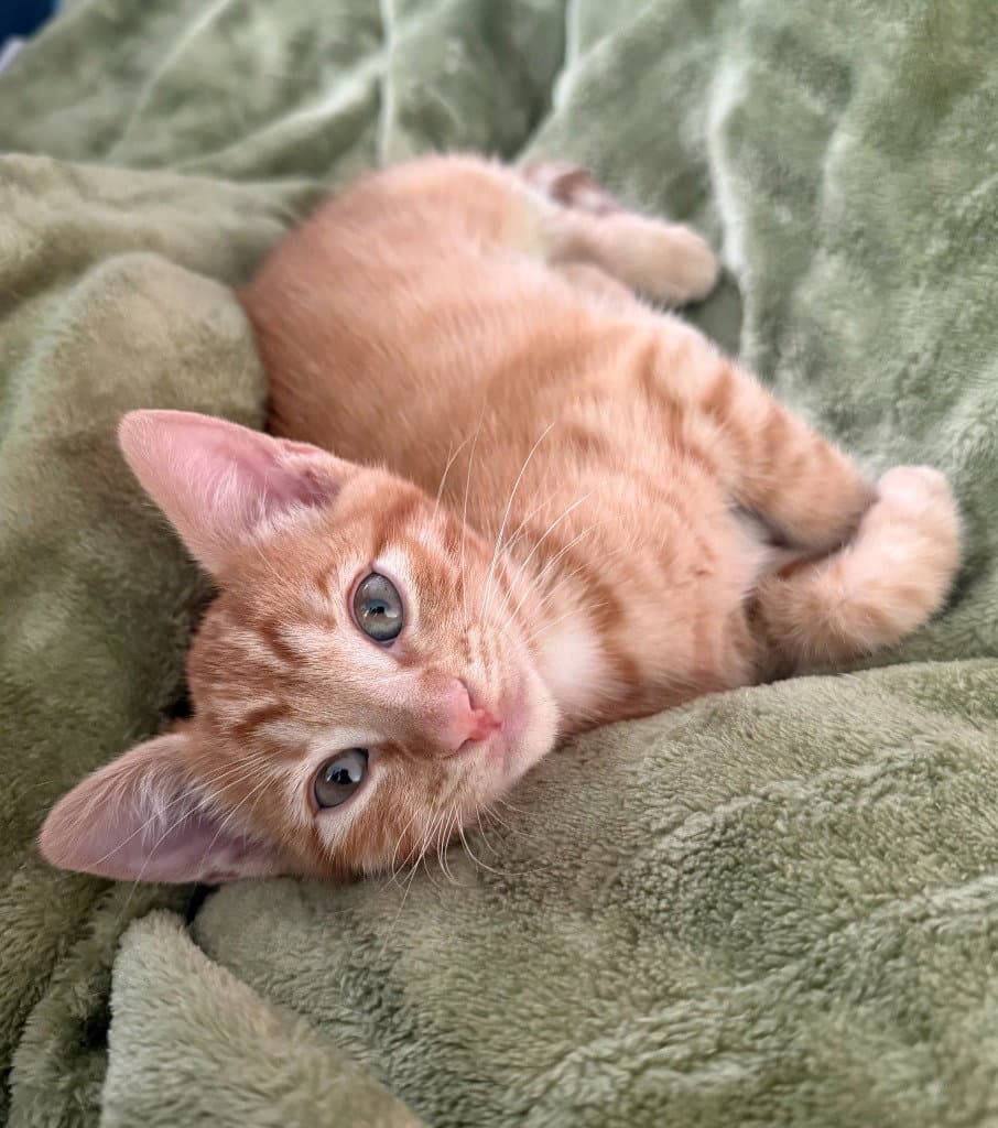 Coleman - Domestic Short Hair