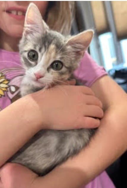 Dandelion - Domestic Short Hair
