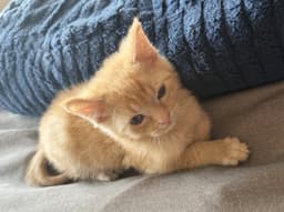 Dorito image 1