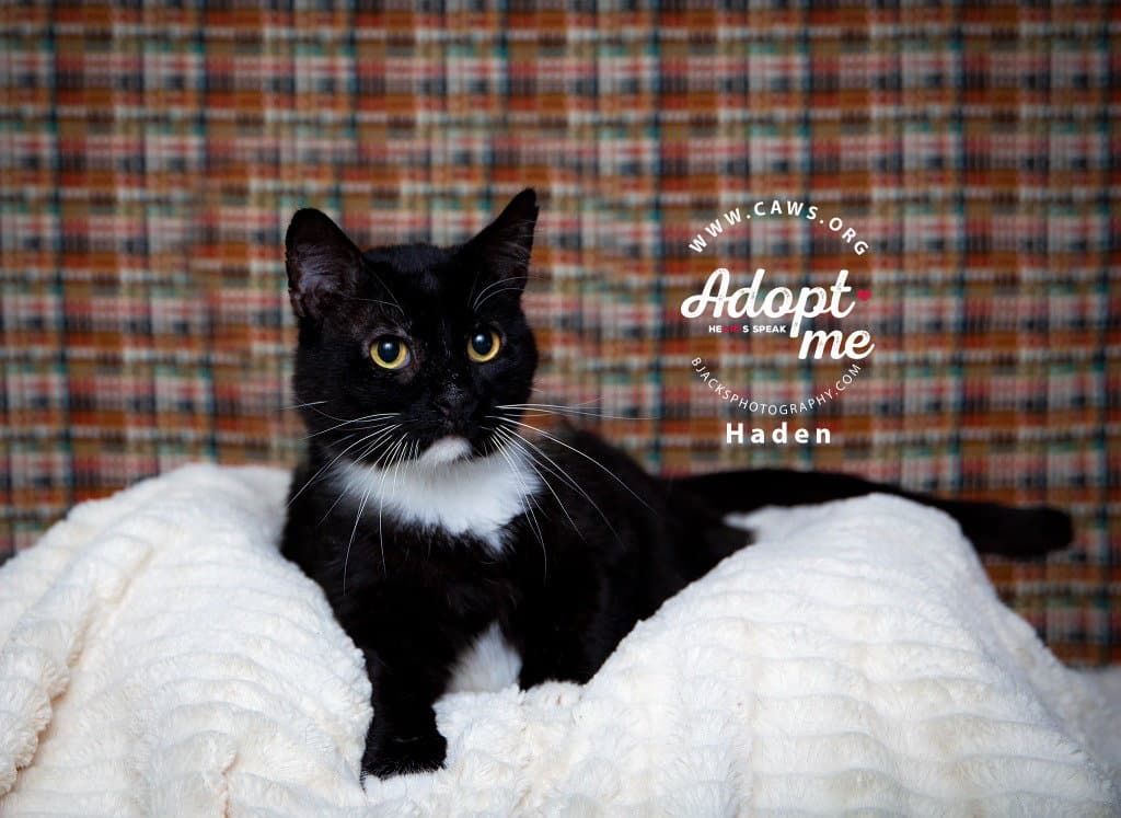 Haden - Domestic Short Hair