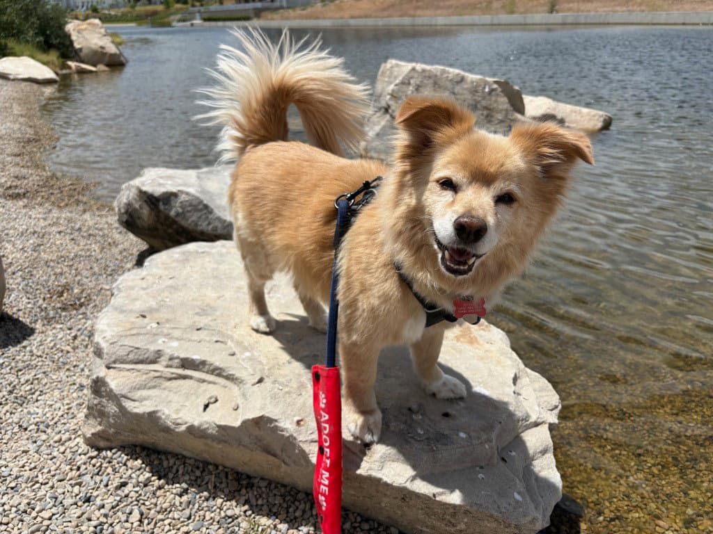 Ollie - Chihuahua