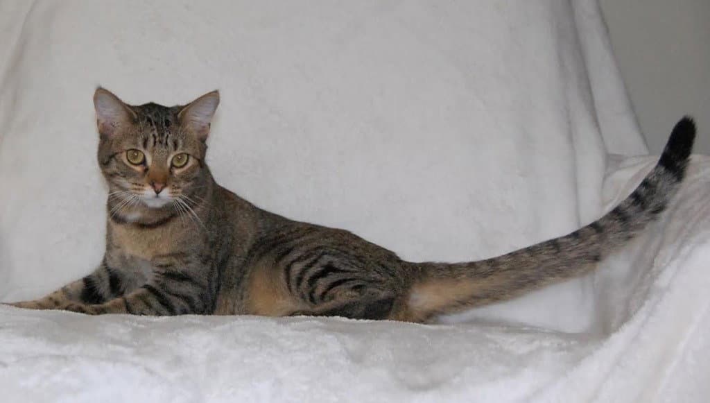 Aries - Domestic Short Hair