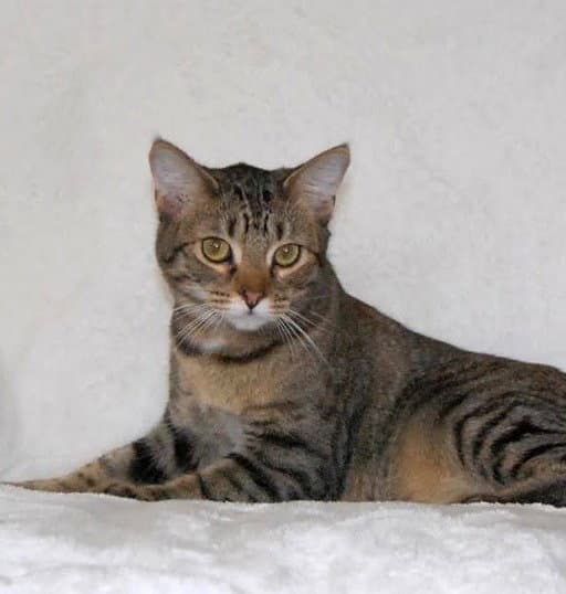 Aries - Domestic Short Hair