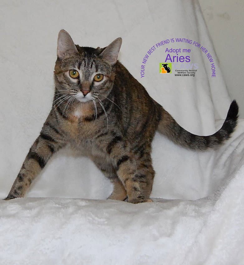 Aries - Domestic Short Hair