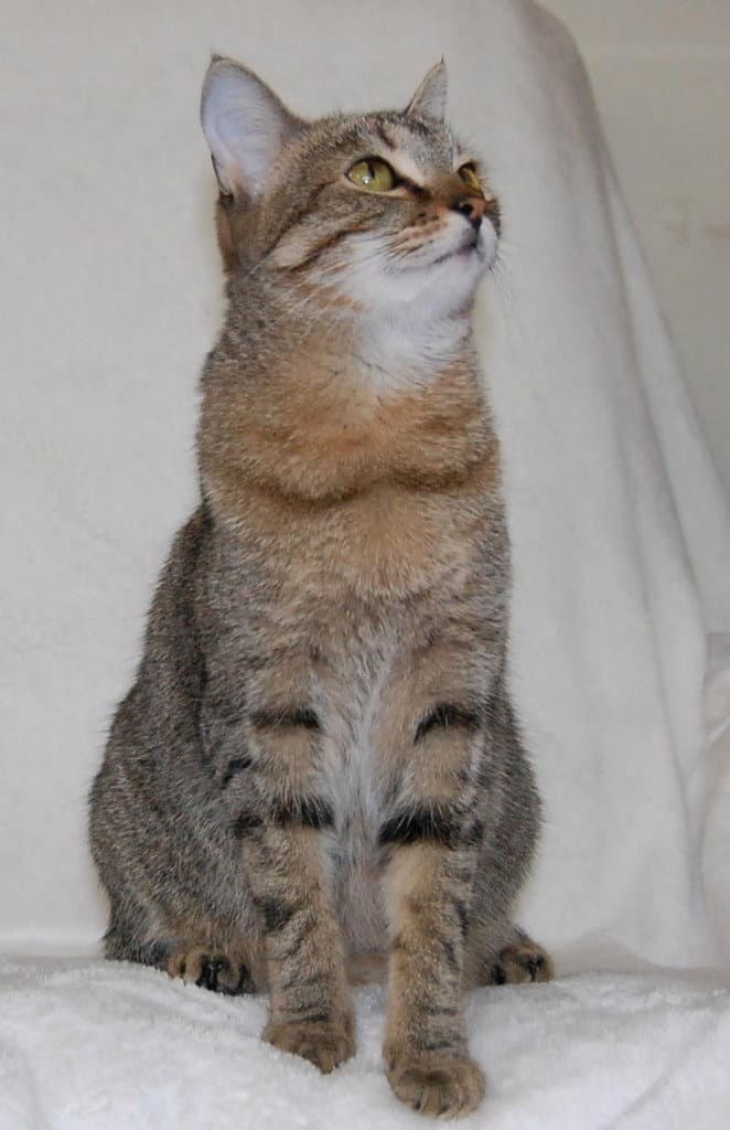 Cheetah - Domestic Short Hair