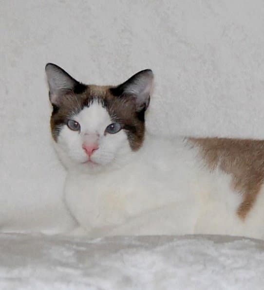 Chicklet - Domestic Short Hair