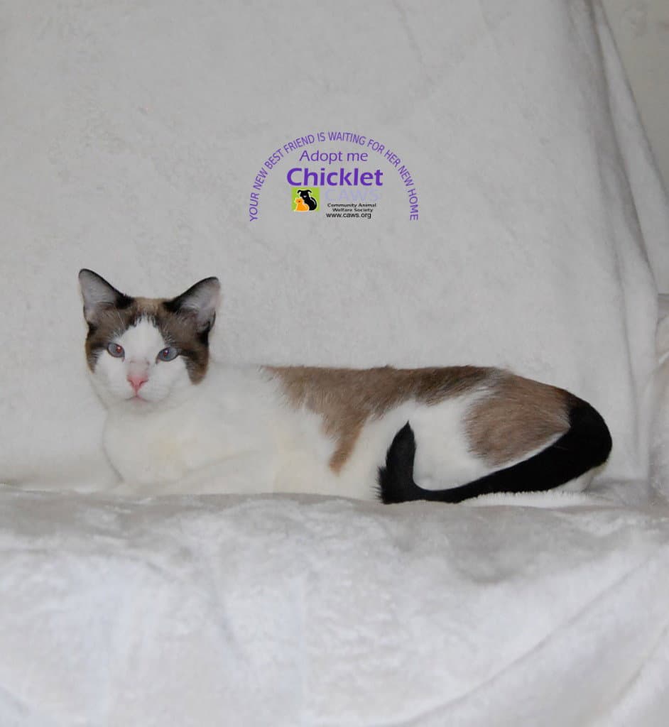 Chicklet - Domestic Short Hair