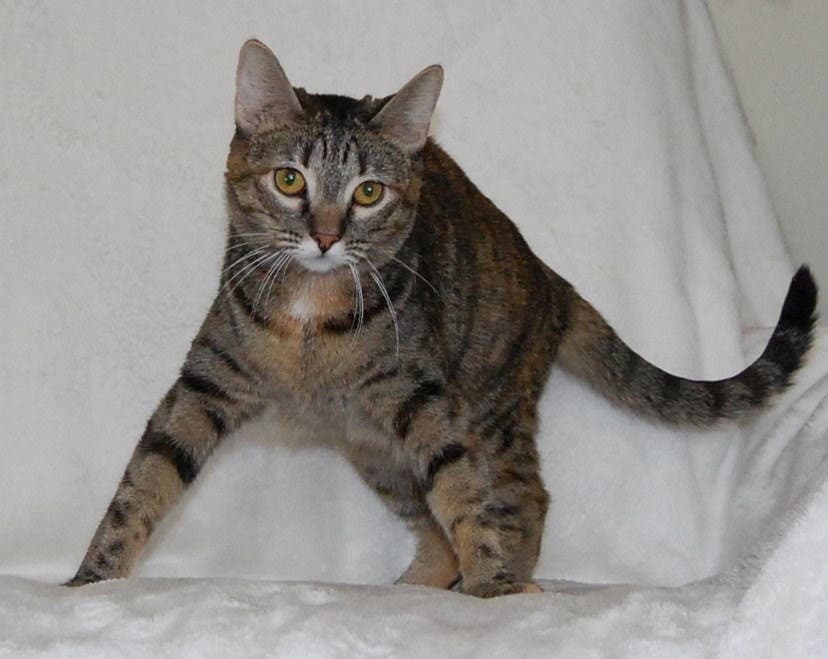 Chili - Domestic Short Hair