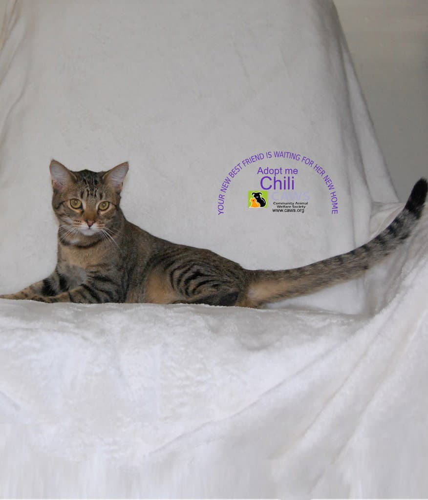 Chili - Domestic Short Hair