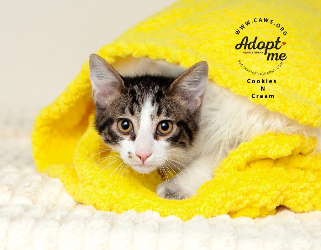 Cookies N Cream - Domestic Short Hair