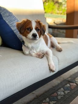 Hobbes image 1