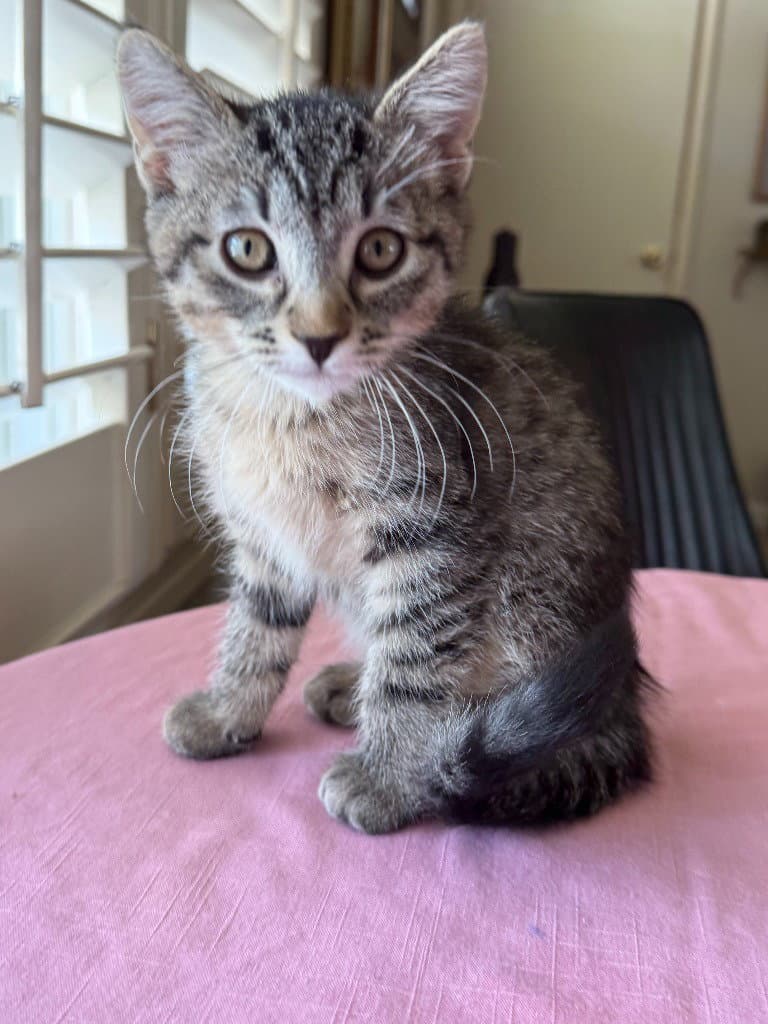 Leopard - Domestic Short Hair