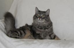 Maude image 1