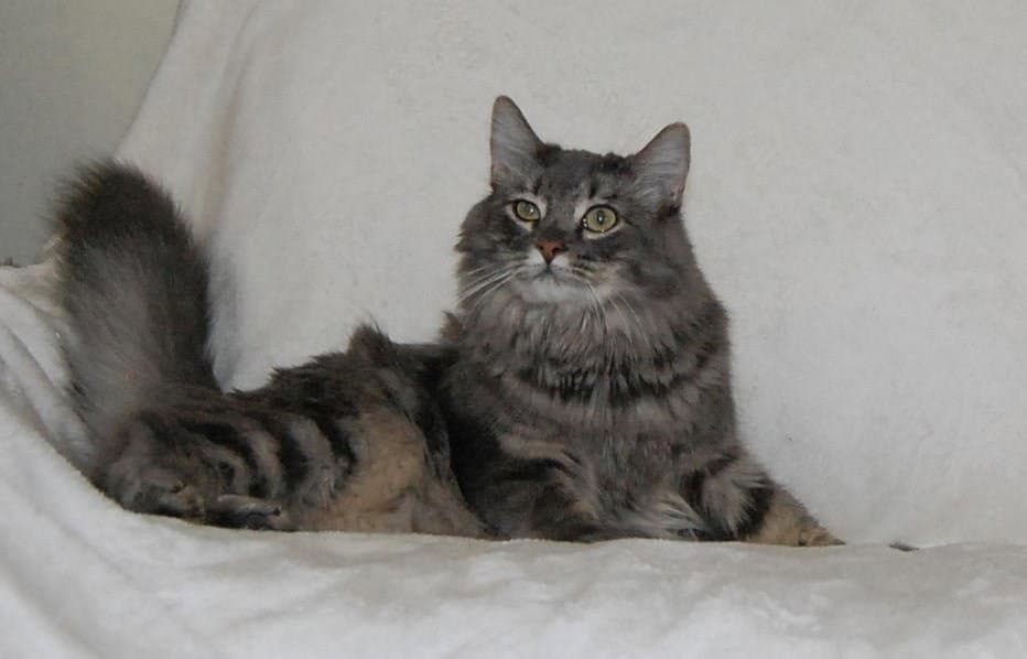 Maude - Domestic Short Hair