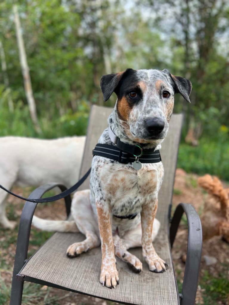 Meatball - Australian Cattle Dog/Blue Heeler