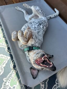 Meatball image 4