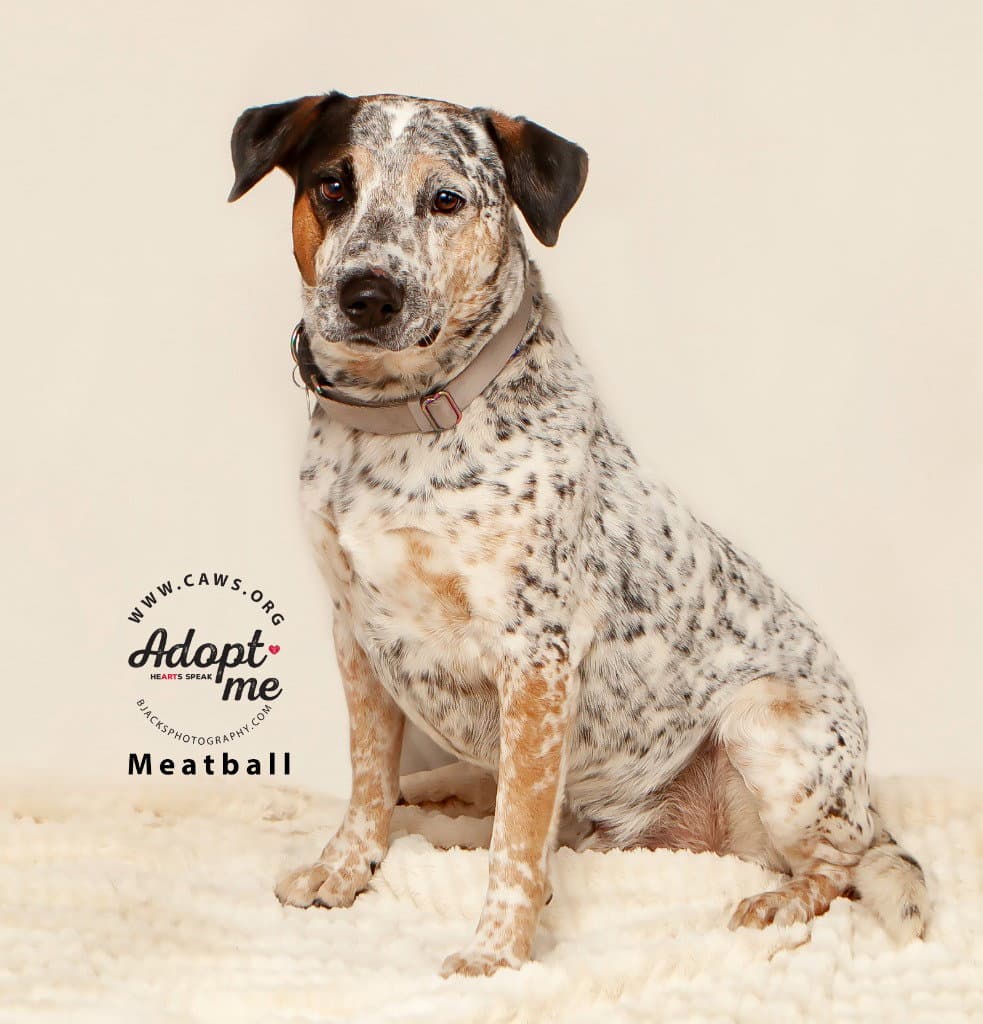 Meatball - Australian Cattle Dog/Blue Heeler