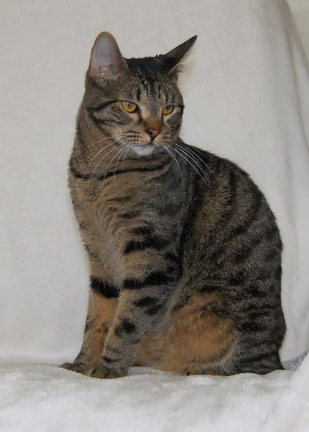 Murphy - Domestic Short Hair