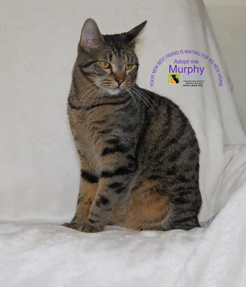 Murphy - Domestic Short Hair