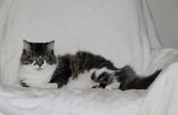 Niblet image 1