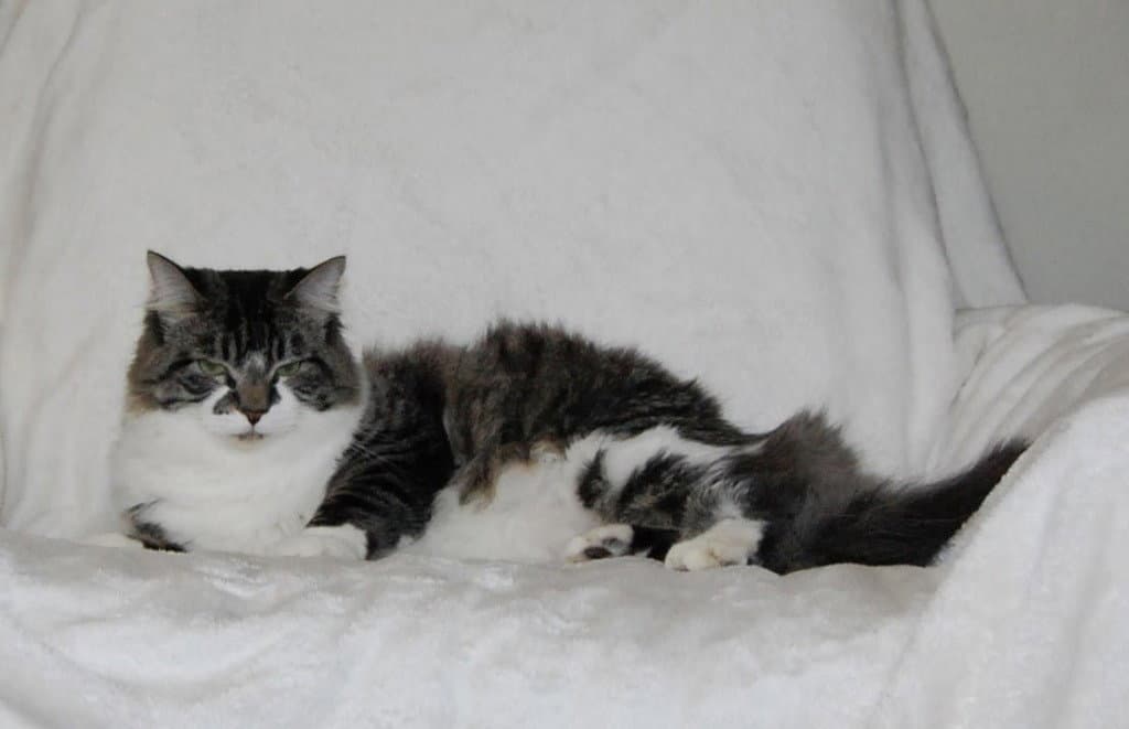 Niblet - Domestic Short Hair