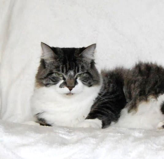 Niblet - Domestic Short Hair
