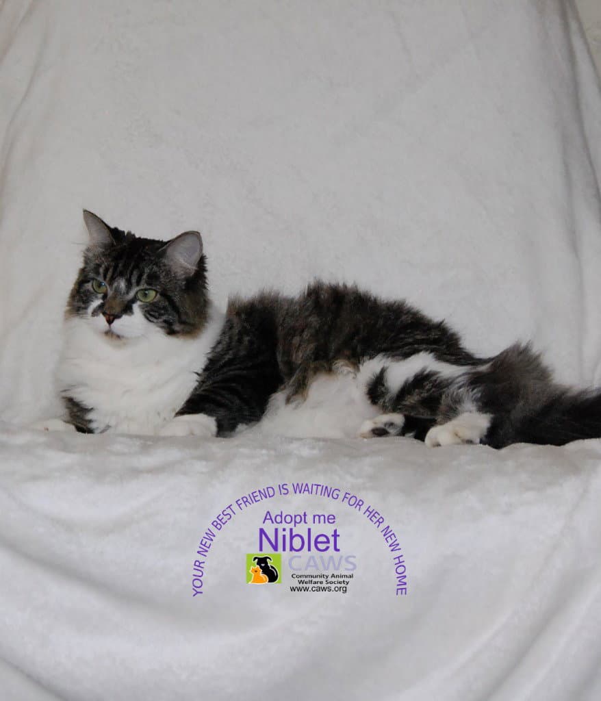 Niblet - Domestic Short Hair