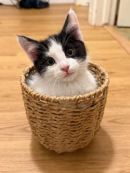 Oreo image 1