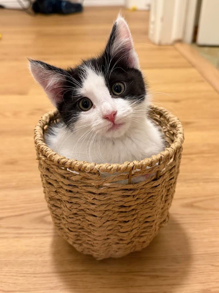 Oreo - Domestic Short Hair