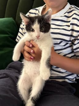 Oreo image 2