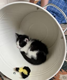 Oreo image 3