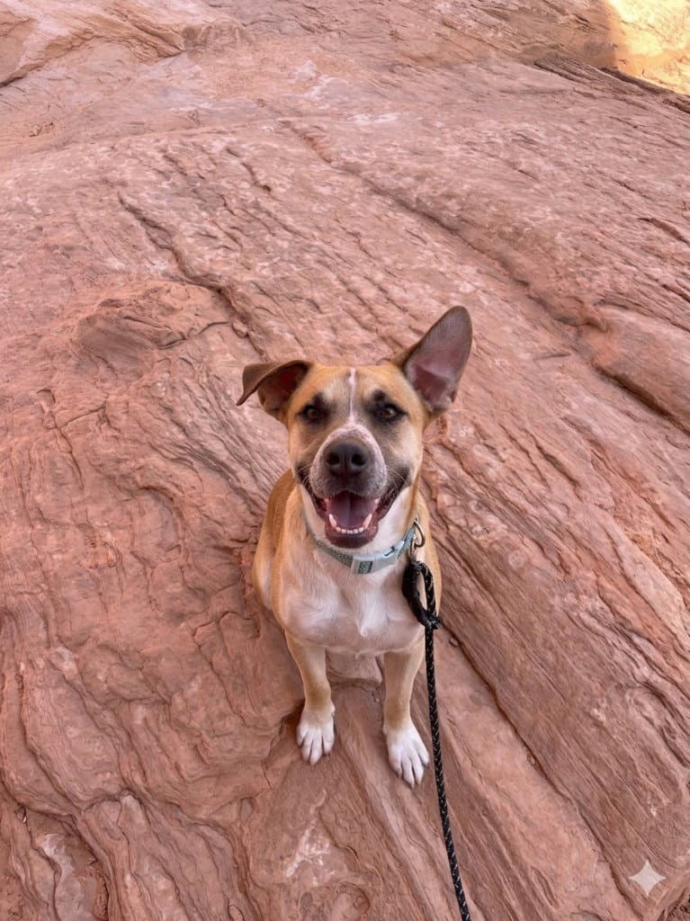 Pete - Retriever