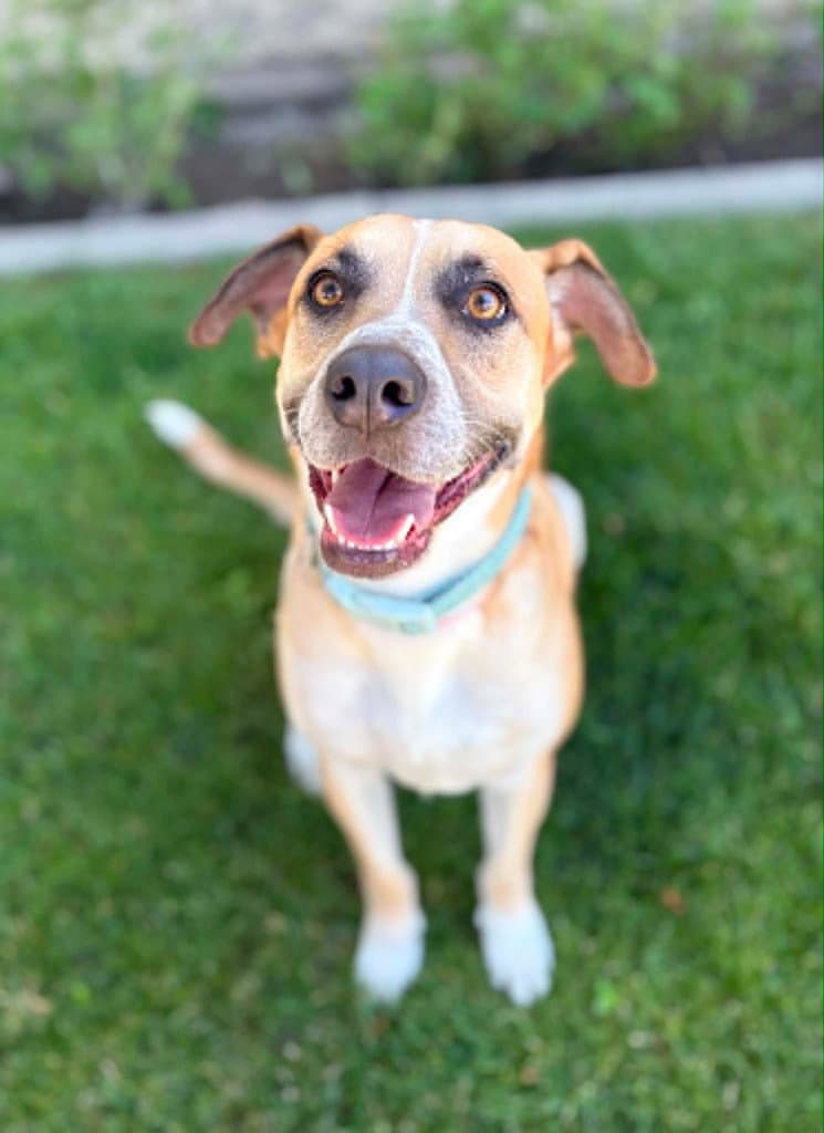 Pete - Retriever