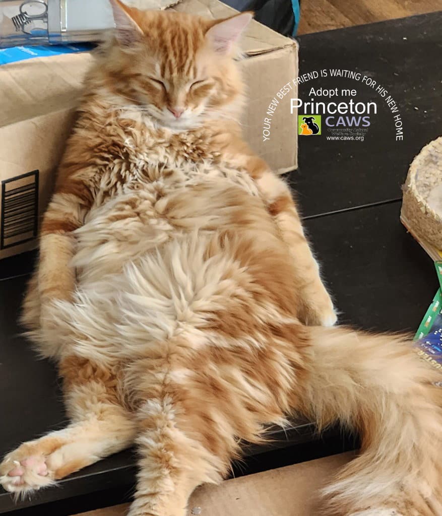 Princeton - Domestic Long Hair