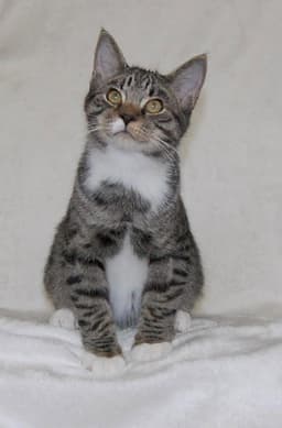 Skippy image 1