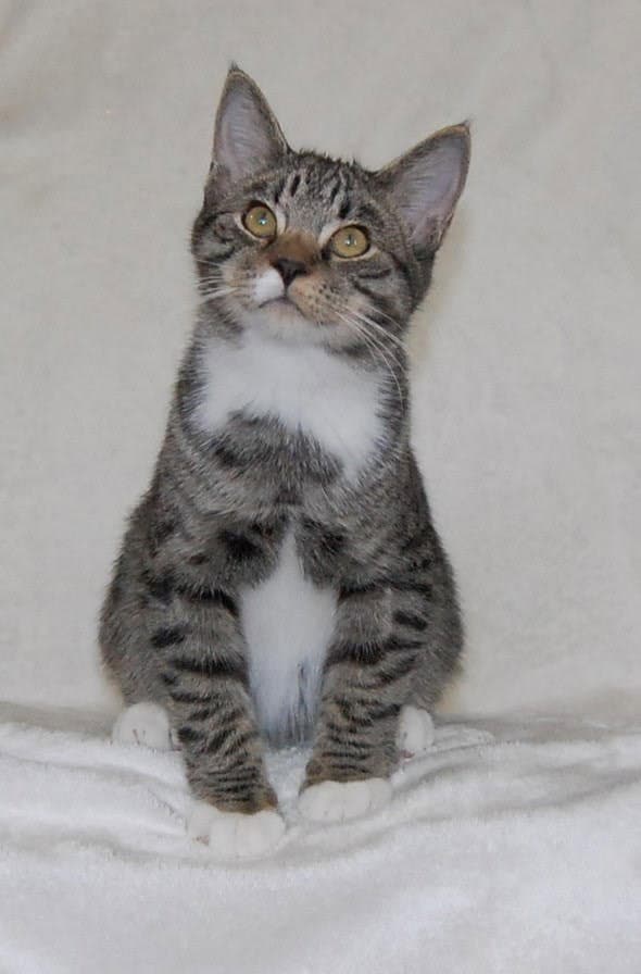 Skippy - Domestic Medium Hair