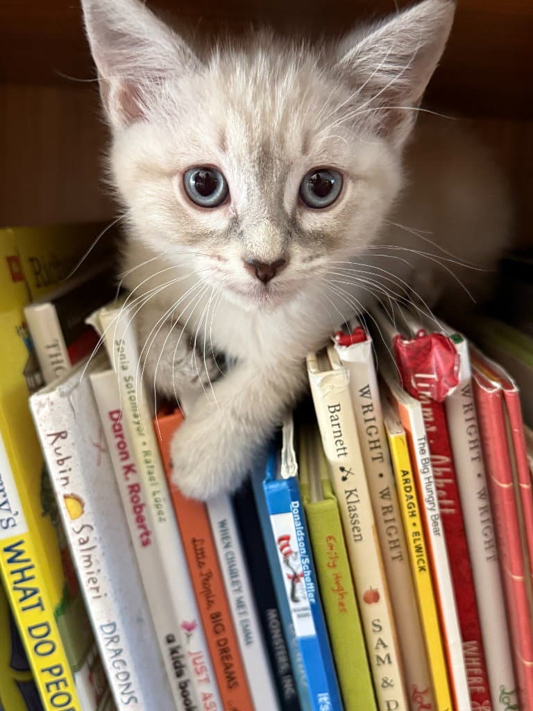 Snowfllake - Domestic Short Hair