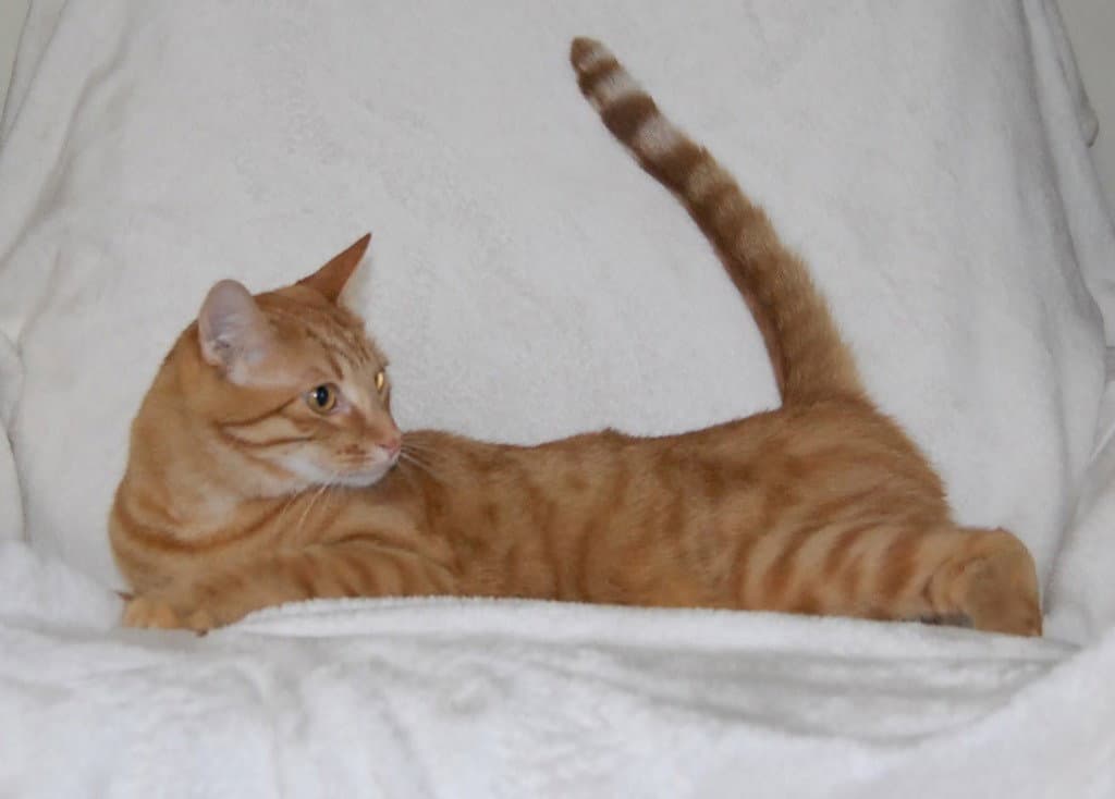 Tangelo - Domestic Short Hair