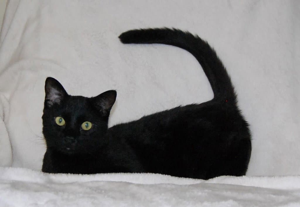 Unsteady Eddy - Domestic Short Hair