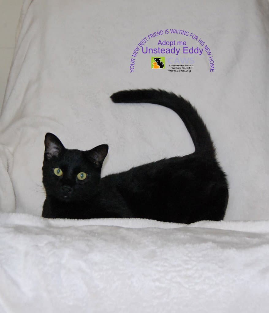 Unsteady Eddy - Domestic Short Hair