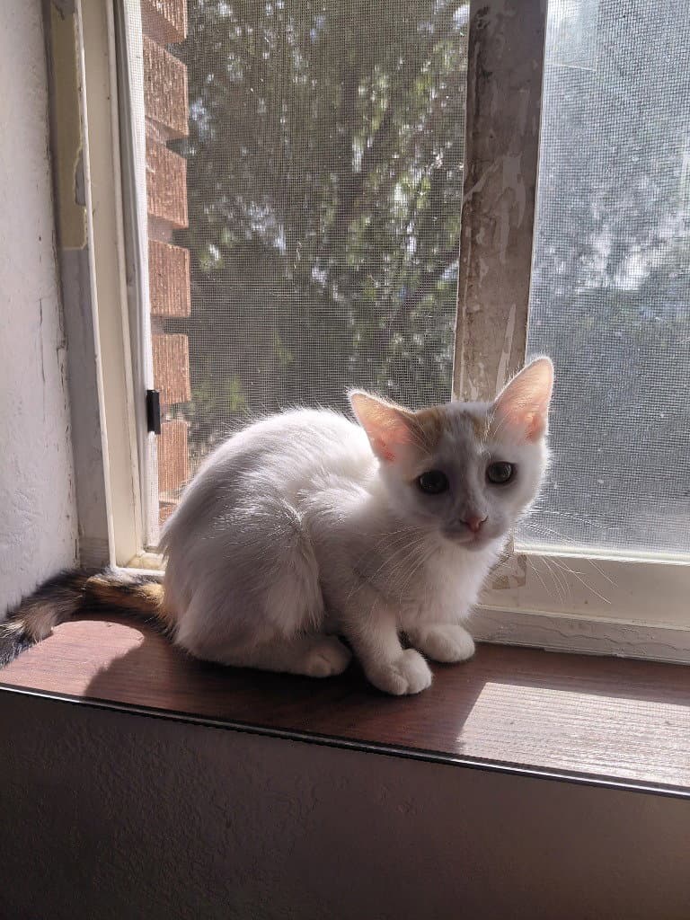Becky Thatcher - Domestic Short Hair
