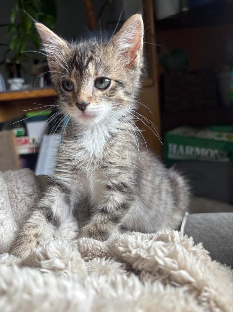 Buck Wild - Domestic Short Hair