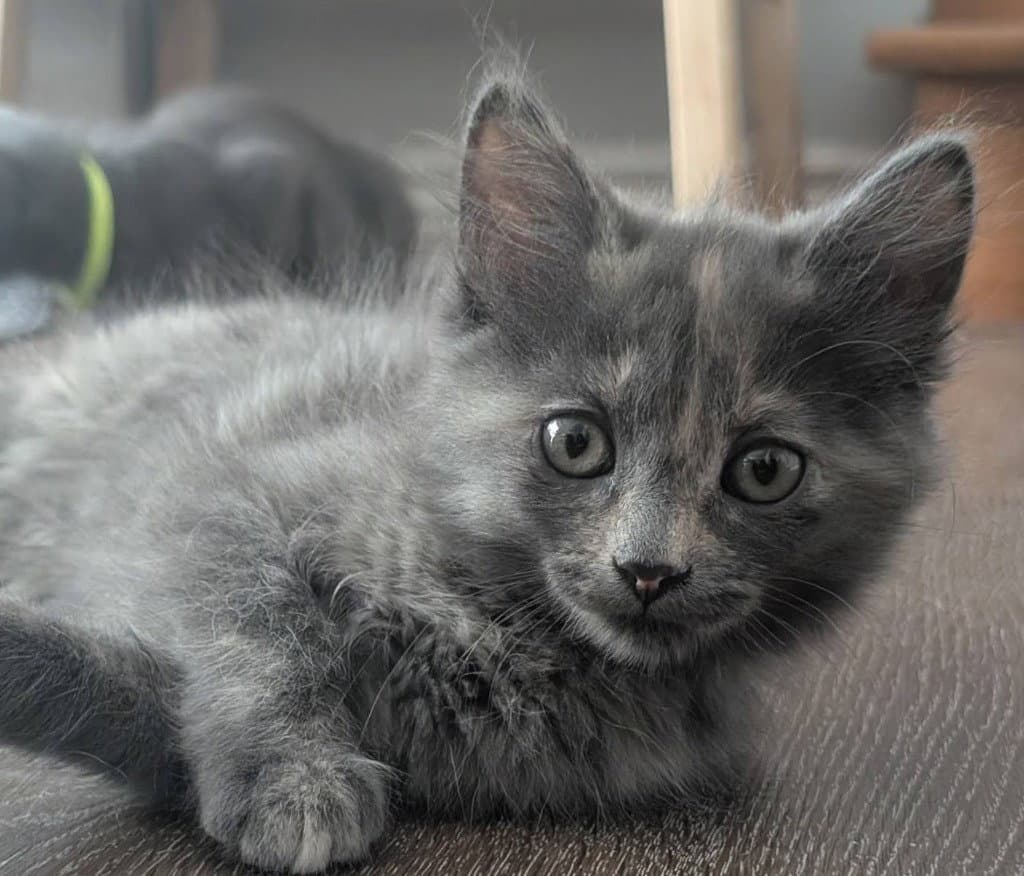 Frigg - Domestic Medium Hair