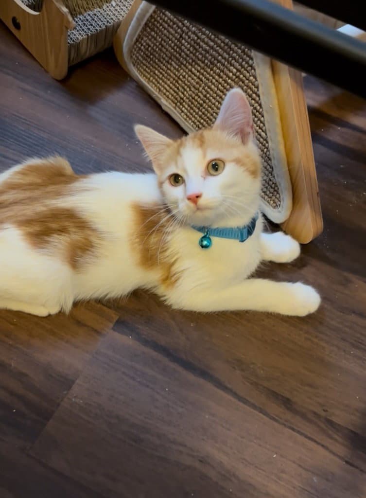 Huckleberry Finn - Domestic Short Hair