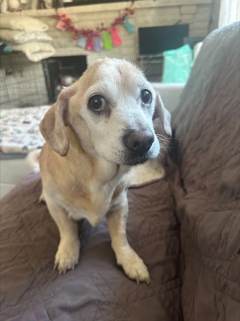 Junior - Beagle