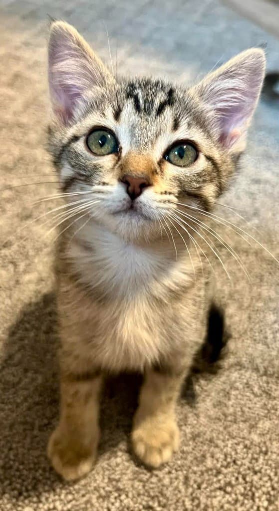 Mercedes - Domestic Short Hair